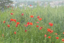 2024-06-03 Remseck Hartwald Oeffinger Berg Stuttgart-Hofen